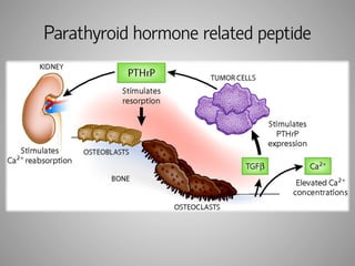 Parathyroid hormone related peptide 
 