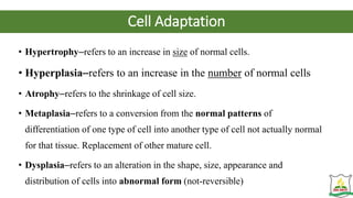 Cell Adaptation
• Hypertrophy–refers to an increase in size of normal cells.
• Hyperplasia–refers to an increase in the number of normal cells
• Atrophy–refers to the shrinkage of cell size.
• Metaplasia–refers to a conversion from the normal patterns of
differentiation of one type of cell into another type of cell not actually normal
for that tissue. Replacement of other mature cell.
• Dysplasia–refers to an alteration in the shape, size, appearance and
distribution of cells into abnormal form (not-reversible)
 
