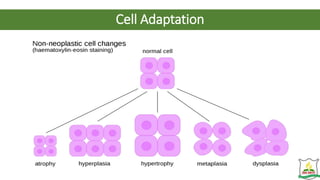 Cell Adaptation
 