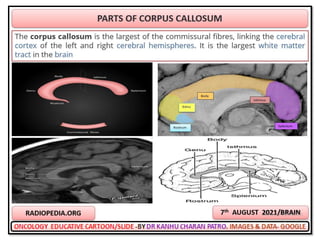 Oncology cartoons 65th volume