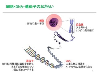 細胞・DNA・遺伝子のおさらい
細胞
生物の最小単位 染色体
父と母から
1つずつ受け継ぐ
DNA
二重らせん構造と
A・T・C・Gの塩基からなる
遺伝子
ヒトは2万種類の遺伝子を持ち
さまざまな機能をもつ
蛋白質をコードする 3
 