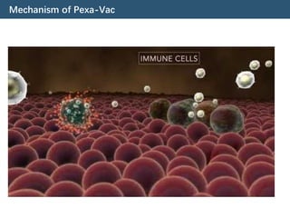 Oncolytic Herpes Simplex Virus.pdf