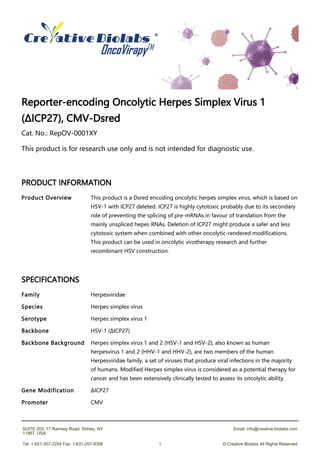 Reporter-encoding Oncolytic Herpes Simplex Virus 1
(ΔICP27), CMV-Dsred
Cat. No.: RepOV-0001XY
This product is for research use only and is not intended for diagnostic use.
PRODUCT INFORMATION
SPECIFICATIONS
Product Overview This product is a Dsred encoding oncolytic herpes simplex virus, which is based on
HSV-1 with ICP27 deleted. ICP27 is highly cytotoxic probably due to its secondary
role of preventing the splicing of pre-mRNAs in favour of translation from the
mainly unspliced hepes RNAs. Deletion of ICP27 might produce a safer and less
cytotoxic system when combined with other oncolytic-rendered modifications.
This product can be used in oncolytic virotherapy research and further
recombinant HSV construction.
Family Herpesviridae
Species Herpes simplex virus
Serotype Herpes simplex virus 1
Backbone HSV-1 (ΔICP27)
Backbone Background Herpes simplex virus 1 and 2 (HSV-1 and HSV-2), also known as human
herpesvirus 1 and 2 (HHV-1 and HHV-2), are two members of the human
Herpesviridae family, a set of viruses that produce viral infections in the majority
of humans. Modified Herpes simplex virus is considered as a potential therapy for
cancer and has been extensively clinically tested to assess its oncolytic ability.
Gene Modification ΔICP27
Promoter CMV
SUITE 203, 17 Ramsey Road, Shirley, NY
11967, USA
Email: info@creative-biolabs.com
Tel: 1-631-357-2254 Fax: 1-631-207-8356 1 © Creative Biolabs All Rights Reserved
 
