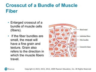 Copyright © 2019, 2015, 2012, 2009 Pearson Education, Inc. All Rights Reserved
Crosscut of a Bundle of Muscle
Fiber
• Enla...