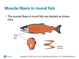 Copyright © 2019, 2015, 2012, 2009 Pearson Education, Inc. All Rights Reserved
Muscle fibers in round fish
• The muscle fibers in round fish are stacked as shown
here
 