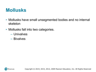 Copyright © 2019, 2015, 2012, 2009 Pearson Education, Inc. All Rights Reserved
Mollusks
• Mollusks have small unsegmented bodies and no internal
skeleton
• Mollusks fall into two categories.
– Univalves
– Bivalves
 