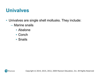 Copyright © 2019, 2015, 2012, 2009 Pearson Education, Inc. All Rights Reserved
Univalves
• Univalves are single shell mollusks. They include:
– Marine snails
▪ Abalone
▪ Conch
▪ Snails
 