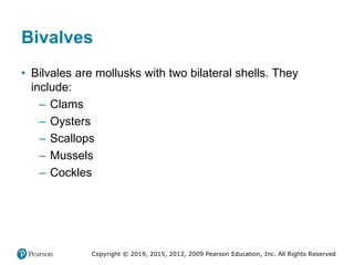 Copyright © 2019, 2015, 2012, 2009 Pearson Education, Inc. All Rights Reserved
Bivalves
• Bilvales are mollusks with two bilateral shells. They
include:
– Clams
– Oysters
– Scallops
– Mussels
– Cockles
 