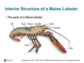 Copyright © 2019, 2015, 2012, 2009 Pearson Education, Inc. All Rights Reserved
Interior Structure of a Maine Lobster
• The parts of a Maine lobster
 