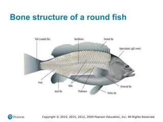 Copyright © 2019, 2015, 2012, 2009 Pearson Education, Inc. All Rights Reserved
Bone structure of a round fish
 