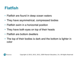 Copyright © 2019, 2015, 2012, 2009 Pearson Education, Inc. All Rights Reserved
Flatfish
• Flatfish are found in deep ocean waters
• They have asymmetrical, compressed bodies
• Flatfish swim in a horizontal position
• They have both eyes on top of their heads
• Flatfish are bottom dwellers
• The top of their bodies is dark and the bottom is lighter in
color
 