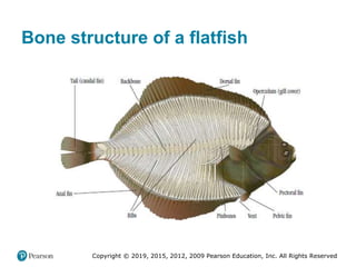 Copyright © 2019, 2015, 2012, 2009 Pearson Education, Inc. All Rights Reserved
Bone structure of a flatfish
 