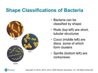 Copyright © 2019, 2015, 2012, 2009 Pearson Education, Inc. All Rights Reserved
Shape Classifications of Bacteria
• Bacteri...