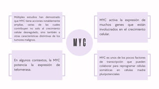 En algunos contextos, la MYC
potencia la expresión de
telomerasa.
MYC activa la expresión de
muchos genes que están
involucrados en el crecimiento
celular.
MYC es unos de los pocos factores
de transcripción que pueden
colaborar para reprogramar células
somáticas en células madre
pluripotenciales
Múltiples estudios han demostrado
que MYC tiene acciones notablemente
amplias, varias de las cuales
contribuyen no solo al crecimiento
celular desregulado, sino también a
otras características distintivas de los
tumores malignos.
MYC
 