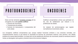 PROTOONCOGENES ONCOGENES
Codifican oncoproteínas activas que participan en
las vías de señalización que inducen a la
proliferación de células.
Se originan de protooncogenes que regulan
normalmente el crecimiento celular.
Estos son las versiones reguladas normales de los
oncogenes, los cuales pueden codificar:
Factores de crecimiento
Transductores de señales
Factores de transcripción o componentes del
ciclo celular.
Los oncogenes codifican oncoproteínas que, aunque realizan funciones similares a sus versiones normales, son
constitutivamente activas, lo que elimina la necesidad de factores de crecimiento externos. Esto permite a las células
proliferar de manera descontrolada. A lo largo de la vía de señalización del factor de crecimiento, desde la membrana hasta el
núcleo, se desregulan varios genes y factores clave en los tumores malignos.
 
