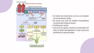 Un factor de crecimiento se une a un receptor
en la membrana celular
Se activa una serie de señales intracelulares
se transmiten hasta el núcleo
Proliferación celular
varios de los genes y factores involucrados en
esta vía están desregulados, lo que causa una
proliferación descontrolada
 