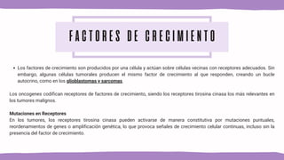 FACTORES DE CRECIMIENTO
Los factores de crecimiento son producidos por una célula y actúan sobre células vecinas con receptores adecuados. Sin
embargo, algunas células tumorales producen el mismo factor de crecimiento al que responden, creando un bucle
autocrino, como en los glioblastomas y sarcomas.
Los oncogenes codifican receptores de factores de crecimiento, siendo los receptores tirosina cinasa los más relevantes en
los tumores malignos.
Mutaciones en Receptores
En los tumores, los receptores tirosina cinasa pueden activarse de manera constitutiva por mutaciones puntuales,
reordenamientos de genes o amplificación genética, lo que provoca señales de crecimiento celular continuas, incluso sin la
presencia del factor de crecimiento.
 