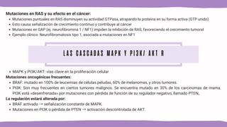 Mutaciones en RAS y su efecto en el cáncer:
Mutaciones puntuales en RAS disminuyen su actividad GTPasa, atrapando la proteína en su forma activa (GTP unido)
Esto causa señalización de crecimiento continuo y contribuye al cáncer
Mutaciones en GAP (ej. neurofibromina 1 / NF1) impiden la inhibición de RAS, favoreciendo el crecimiento tumoral
Ejemplo clínico: Neurofibromatosis tipo 1, asociada a mutaciones en NF1
LAS CASCADAS MAPK Y PI3K/ AKT R
MAPK y PI3K/AKT: vías clave en la proliferación celular
Mutaciones oncogénicas frecuentes:
BRAF: mutado en 100% de leucemias de células peludas, 60% de melanomas, y otros tumores.
PI3K: Son muy frecuentes en ciertos tumores malignos. Se encuentra mutado en 30% de los carcinomas de mama.
PI3K está «desenfrenada» por mutaciones con pérdida de función de su regulador negativo, llamado PTEN,.
La regulación estará alterada por:
BRAF activado →señalización constante de MAPK.
Mutaciones en PI3K o pérdida de PTEN →activación descontrolada de AKT.
 