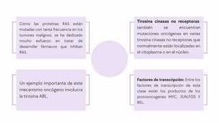 Un ejemplo importante de este
mecanismo oncógeno involucra
la tirosina ABL.
Tirosina cinasas no receptoras:
también se encuentran
mutaciones oncógenas en varias
tirosina cinasas no receptoras que
normalmente están localizadas en
el citoplasma o en el núcleo.
Factores de transcripción: Entre los
factores de transcripción de esta
clase están los productos de los
protooncogenes MYC, JUN,FOS Y
REL.
Cómo las proteínas RAS están
mutadas con tanta frecuencia en los
tumores malignos, se ha dedicado
mucho esfuerzo en tratar de
desarrollar fármacos que inhiban
RAS.
 