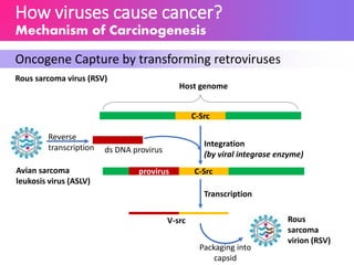 How viruses cause cancer?
Mechanism of Carcinogenesis
Oncogene Capture by transforming retroviruses
Rous sarcoma virus (RSV)
C-Src
Host genome
C-Srcprovirus
ds DNA provirus
Integration
(by viral integrase enzyme)
Transcription
V-src
Packaging into
capsid
Reverse
transcription
Rous
sarcoma
virion (RSV)
Avian sarcoma
leukosis virus (ASLV)
 
