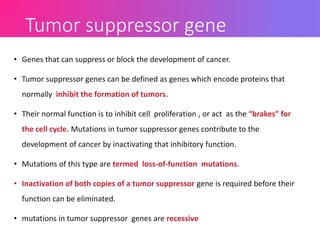 • Genes that can suppress or block the development of cancer.
• Tumor suppressor genes can be defined as genes which encode proteins that
normally inhibit the formation of tumors.
• Their normal function is to inhibit cell proliferation , or act as the “brakes” for
the cell cycle. Mutations in tumor suppressor genes contribute to the
development of cancer by inactivating that inhibitory function.
• Mutations of this type are termed loss-of-function mutations.
• Inactivation of both copies of a tumor suppressor gene is required before their
function can be eliminated.
• mutations in tumor suppressor genes are recessive
Tumor suppressor gene
 