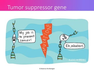 Tumor suppressor gene
© Beatrice the Biologist
 