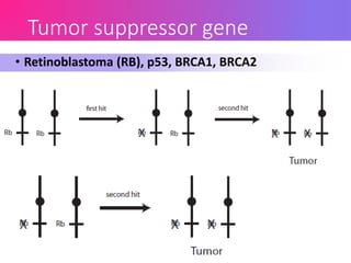 • Retinoblastoma (RB), p53, BRCA1, BRCA2
Tumor suppressor gene
 