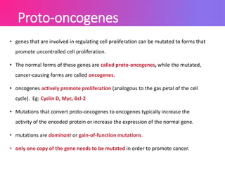 • genes that are involved in regulating cell proliferation can be mutated to forms that
promote uncontrolled cell proliferation.
• The normal forms of these genes are called proto-oncogenes, while the mutated,
cancer-causing forms are called oncogenes.
• oncogenes actively promote proliferation (analogous to the gas petal of the cell
cycle). Eg: Cyclin D, Myc, Bcl-2
• Mutations that convert proto-oncogenes to oncogenes typically increase the
activity of the encoded protein or increase the expression of the normal gene.
• mutations are dominant or gain-of-function mutations.
• only one copy of the gene needs to be mutated in order to promote cancer.
Proto-oncogenes
 