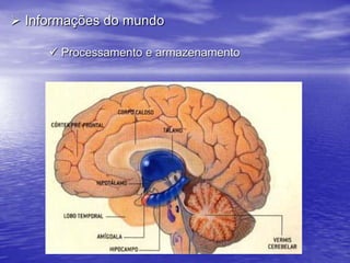  Coleta de informações- Orgãos sensoriais                           