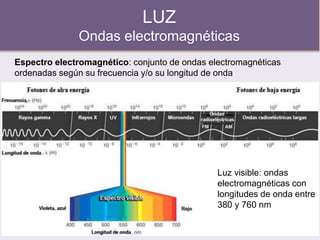 LUZ
Ondas electromagnéticas
Espectro electromagnético: conjunto de ondas electromagnéticas
ordenadas según su frecuencia y/o su longitud de onda
Luz visible: ondas
electromagnéticas con
longitudes de onda entre
380 y 760 nm
 