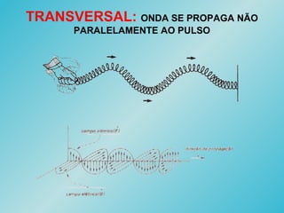TRANSVERSAL: ONDA SE PROPAGA NÃO
PARALELAMENTE AO PULSO
 