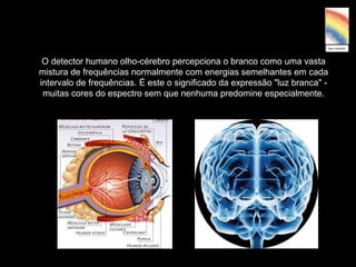 O detector humano olho-cérebro percepciona o branco como uma vasta
mistura de frequências normalmente com energias semelhantes em cada
intervalo de frequências. É este o significado da expressão "luz branca" -
muitas cores do espectro sem que nenhuma predomine especialmente.
 