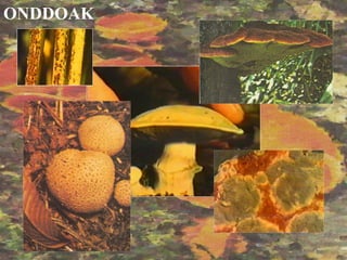 ONDDOAK
 
