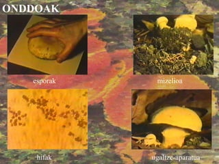 esporak mizelioa
hifak ugaltze-aparatua
ONDDOAK
 