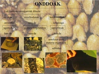 ONDDOAK
(-ek) ondoko ezaugarriak dituzte
esporak
zererako
ugaltzeko
mizeliodunak
zera da
gorputz begetatiboa
hau da zera da
heterotrofoak
zehatzago
saprofitoak
hau da
usteltzen dute
materia organikoa
adibidez
 