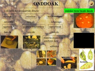 ONDDOAK
(-ek) ondoko ezaugarriak dituzte
esporak
zererako
ugaltzeko
mizelioa
zera da
gorputz begetatiboa
hau da zera da
heterotrofoak
zehatzago
saprofitoak
hau da
materia organikoa
usteltzen dute
adibidez
ondoko mota hauek daude
herdoila
lizuna
perretxikoa
ondoko mota hauek daude
 