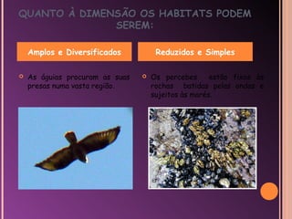 QUANTO À DIMENSÃO OS HABITATS PODEM
              SEREM:

    Amplos e Diversificados           Reduzidos e Simples

   As águias procuram as suas      Os percebes      estão fixos às
    presas numa vasta região.        rochas batidas pelas ondas e
                                     sujeitos às marés.
 