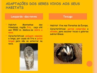 ADAPTAÇÕES DOS SERES VIVOS AOS SEUS
HABITATS

      Leopardo –das-neves                                 Texugo

   Habitat:      Montanhas      dos        Habitat: Vive nas florestas da Europa.
    Himalaias, região fria, caça até
    aos 5500 m. desloca-se sobre a
                                            Características: garras compridas e
    neve.                                    afiadas, para escavar tocas e galerias
                                             subterrâneas.
   Características: pelagem espessa
    e longa, por causa do frio e patas
    largas para não se enterrar na
    neve.
 