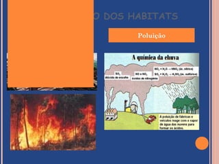 DESTRUIÇÃO DOS HABITATS

                Poluição
 