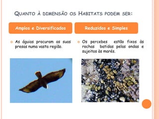 QUANTO    À DIMENSÃO OS      HABITATS       PODEM SER:


    Amplos e Diversificados           Reduzidos e Simples


   As águias procuram as suas      Os percebes      estão fixos às
    presas numa vasta região.        rochas batidas pelas ondas e
                                     sujeitos às marés.
 