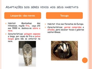 ADAPTAÇÕES           DOS SERES VIVOS AOS SEUS HABITATS


      Leopardo –das-neves                                 Texugo

   Habitat:      Montanhas      dos        Habitat: Vive nas florestas da Europa.
    Himalaias, região fria, caça até
    aos 5500 m. desloca-se sobre a          Características: garras compridas e
    neve.                                    afiadas, para escavar tocas e galerias
                                             subterrâneas.
   Características: pelagem espessa
    e longa, por causa do frio e patas
    largas para não se enterrar na
    neve.
 