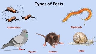 Types of Pests
Cockroaches
Rodents
Myriapods
Pigeons Snails
 