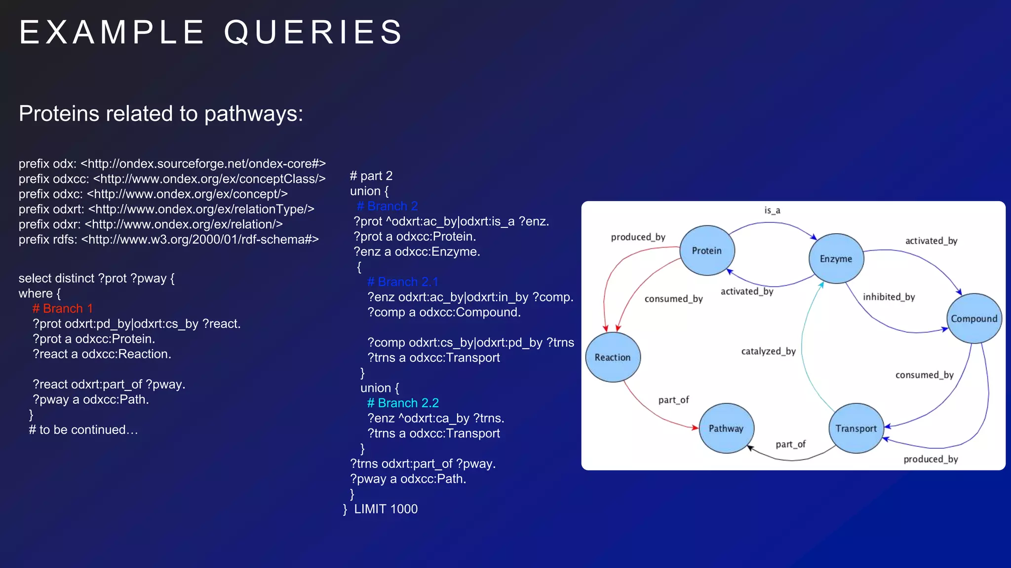 E X A M P L E Q U E R I E S
# part 2
union {
# Branch 2
?prot ^odxrt:ac_by|odxrt:is_a ?enz.
?prot a odxcc:Protein.
?enz a odxcc:Enzyme.
{
# Branch 2.1
?enz odxrt:ac_by|odxrt:in_by ?comp.
?comp a odxcc:Compound.
?comp odxrt:cs_by|odxrt:pd_by ?trns
?trns a odxcc:Transport
}
union {
# Branch 2.2
?enz ^odxrt:ca_by ?trns.
?trns a odxcc:Transport
}
?trns odxrt:part_of ?pway.
?pway a odxcc:Path.
}
} LIMIT 1000
prefix odx: <http://ondex.sourceforge.net/ondex-core#>
prefix odxcc: <http://www.ondex.org/ex/conceptClass/>
prefix odxc: <http://www.ondex.org/ex/concept/>
prefix odxrt: <http://www.ondex.org/ex/relationType/>
prefix odxr: <http://www.ondex.org/ex/relation/>
prefix rdfs: <http://www.w3.org/2000/01/rdf-schema#>
select distinct ?prot ?pway {
where {
# Branch 1
?prot odxrt:pd_by|odxrt:cs_by ?react.
?prot a odxcc:Protein.
?react a odxcc:Reaction.
?react odxrt:part_of ?pway.
?pway a odxcc:Path.
}
# to be continued…
Proteins related to pathways:
 