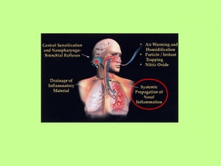 One airway   copia