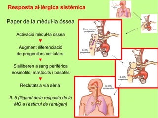 Resposta al·lèrgica sistèmica

Paper de la mèdul·la óssea

    Activació mèdul·la òssea
                 ▼
      Augment diferenciació
    de progenitors cel·lulars.
                 ▼
   S'alliberen a sang perifèrica
  eosinòfils, mastòcits i basòfils
                 ▼
      Reclutats a vía aèria

 IL 5 (lligand de la resposta de la
    MO a l'estímul de l'antígen)
 