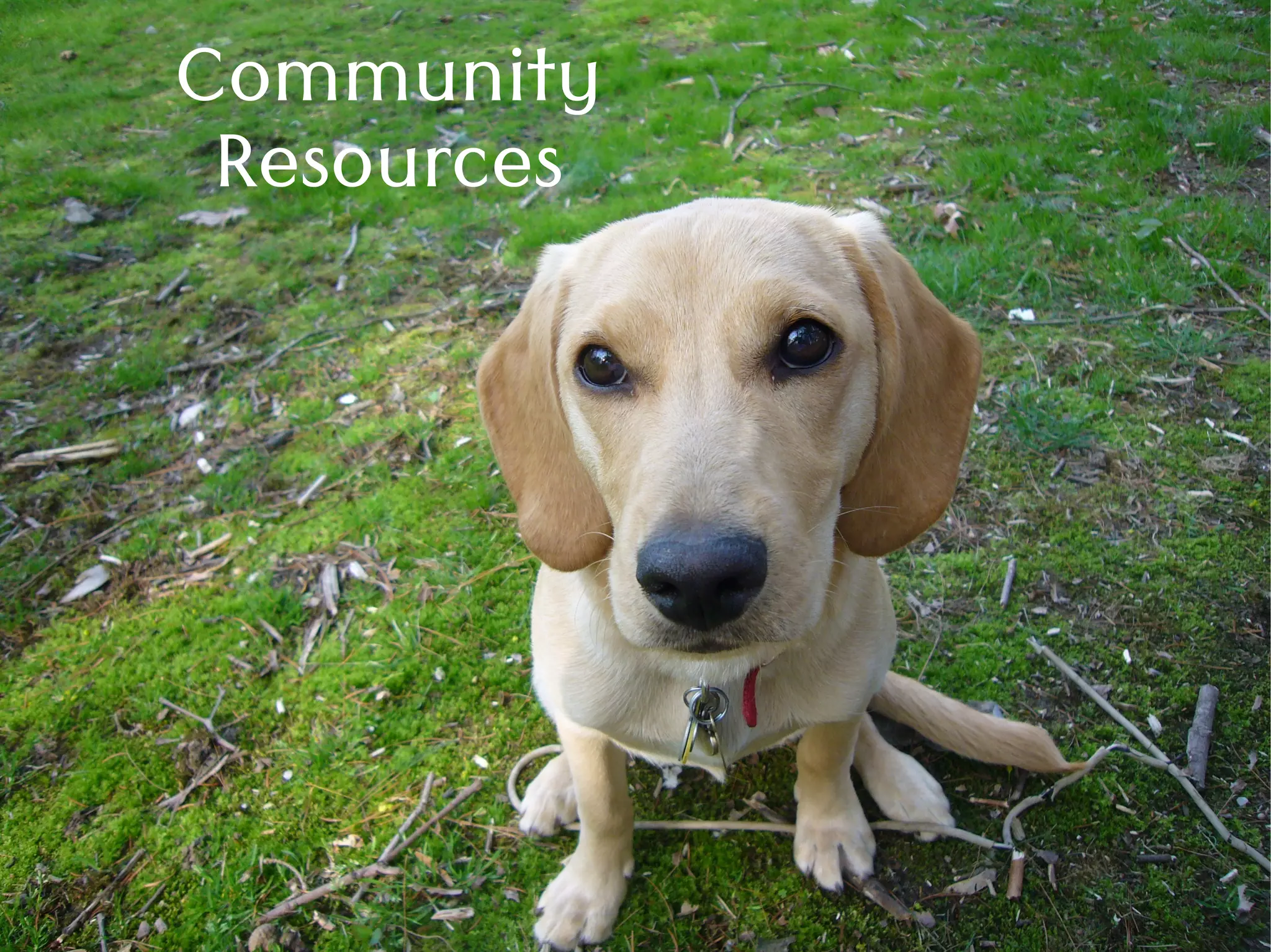 Community
Resources
 