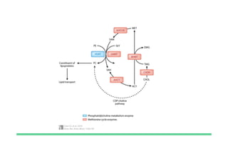 One Carbon Groups in Biochemistry and their role | PDF