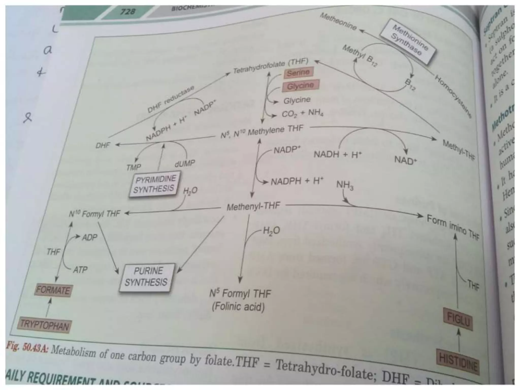 One carbon metabolism | PPTX