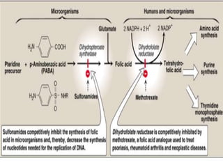 One carbon metabolism | PPTX