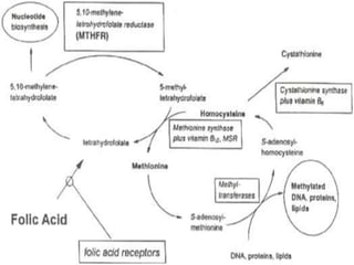 One carbon metabolism | PPTX